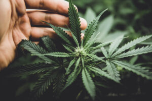 Cannabis 1