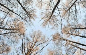A view of the top of some brown bare trees from below during daytime.