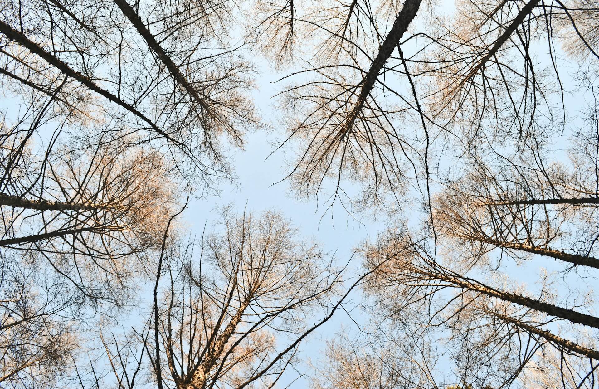 A view of the top of some brown bare trees from below during daytime.